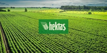 HEKTAŞ