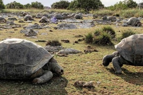 Aldabra dev kaplumbagalarinin nufusu 180 bine ulasti konulu haber görseli