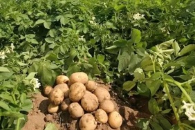 Almanyada-patates-uretimi-dusunce-fiyatlar-yukseldi-featured