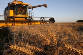 A French farmer drives his combine harvester as he harvests wheat in a field during sunset in Trescault, near Cambrai