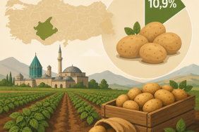 Konya, Türkiye patates üretiminin yüzde 10,9’unu üstlendi