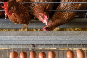 TUIK-verileri-Tavuk-eti-uretimi-agustosta-artti-featured
